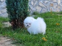 Pomeranian boo teddy