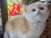 Saf Kan Golden British Shorthair Yavruları (Wcf kayıtlı)