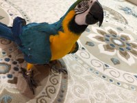 Blue Gold Macaw Evcil