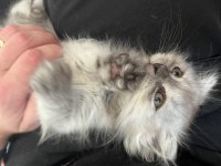 2 adet scottish fold Ankara