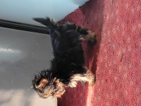 Safkan ırk garantili yorkshire terrier bebekler