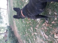 Köpeğim Pablo için dişi arıyorum