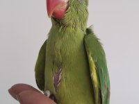 El besleme bebek pakistan papağanlar