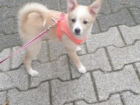 Minik spitz kızımız