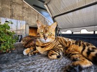 4 kuşak WCF şecereli safkan Bengal Gold/brown (2 aylık)