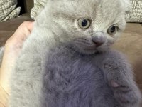 2 Aylık Yavru Scottish Fold Tuvalet Eğitimli