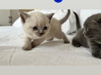 Blue point ve british shorthair
