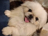 3 yaşında ve 4 yaşında çift dişi erkek pekinez