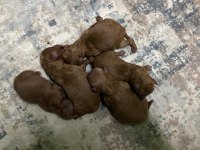 10 Güne Hazır Orjinal Garantili Ev Üretimi Poodle