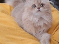 British longhair sevimli cana yakın uysal