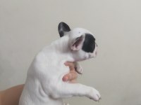 Son kalite french bulldog yavrular