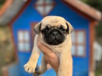 Pug bebeklerimiz