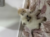 British Shorthair Kırması Yavrular (Farklı Renk)