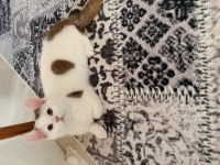 Cinnamon bicolor ve cinnamon longhair muchkin