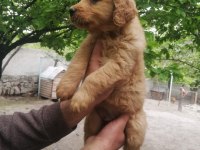 İki aylık golden retriever yavrular