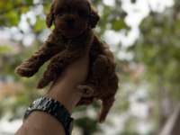 Sağlık ve ırk garantili toy poodle yavrularımız