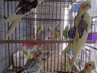 MÜKEMMEL GÜZELLİKTE SULTAN PAPAGANLARIMIZ