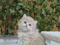 Özel renk british arayanlara Lilac Golden renkli Erkek yavru