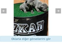 Blue french bulldog yavrularımız yeni ailelerini arıyor
