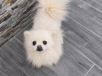 Ücretsiz Pomeranian Dişi