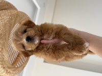 party color maltipoo