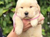 GOLDEN RETRİEVER PUPPİES