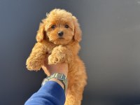 Petmode köpek çiftliğinde ziyarete açık kore maltipoo