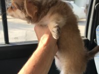 5 Aylık Rusya'da doğan oğlumuz chihuahua