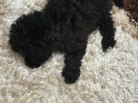 Toy Poodle 2.5 aylık Uslu komutlu aşılı