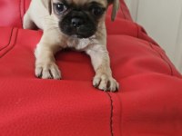 A kalite pug mops yavru