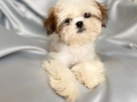 Puf puf shih tzu kızım