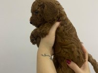 Anne altından, ırk garantili red brown poodle