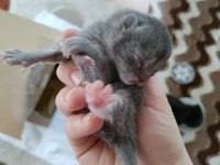 Yeni doğmuş scottish fold yavruları