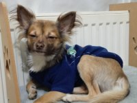 Şivava köpeğimizi çiftleştirmek