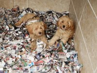A kalite maltipoo yavrularımız