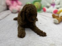 2.5 Aylık Toy Poodle Bebekler