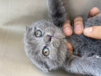Scottish Fold Blue Yavru