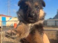 2 aylık Safkan Dişi Alman çoban köpeği son yavru