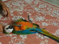 El besleme 11 aylık insan canlısı macaw
