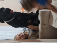 1.5 yaşında eğitimli cane corso