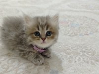 A kalite british longhair silver point