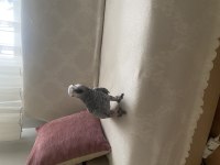 Yavru jako papağanı