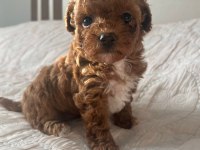 A KALİTE PARTİCOLOR POODLE