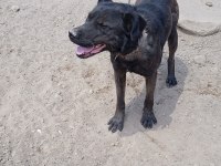 Akıllı Sosyal Ve Koruyucu Köpeğimiz