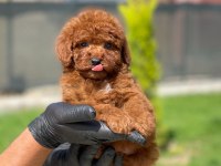Toy Poodle Bebekler Referans Yavru