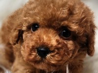 Veteriner teknikerinden sevimli toy poodle dişi ve erkek