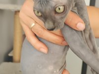 Sphynx yavru kedimiz