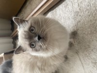 Blue Point British Longhair
