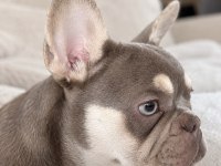 4 Aylık Dişi French Bulldog Lilac Ve Tan