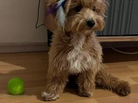 Maltipoo 7 aylık